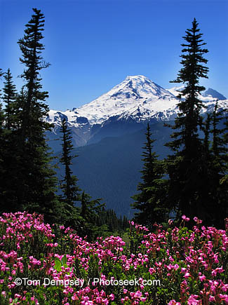 Mt. Baker